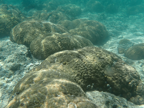 Porites lobata observed 2026-10-04