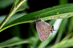 Electrostrymon guzanta