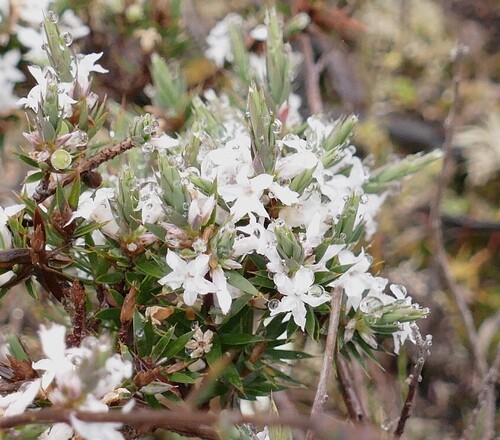 Brachyloma depressum, 2026-10-03