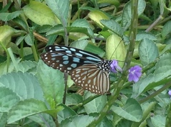 Ideopsis similis persimilis