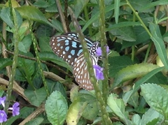 Ideopsis similis persimilis