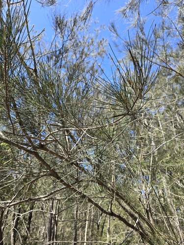 Casuarina glauca observed 2026-10-04