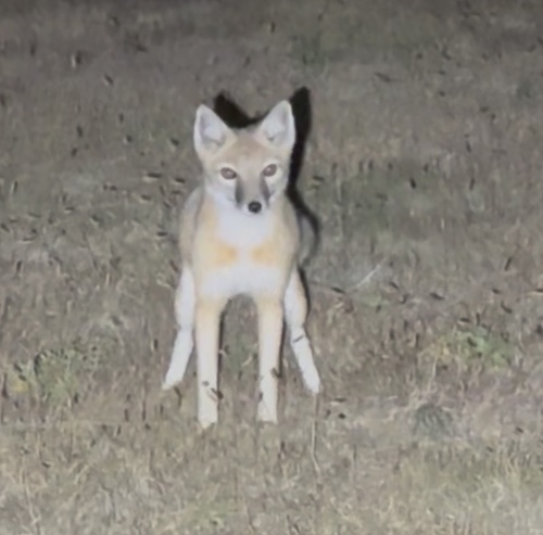 Swift Fox observed by aiva