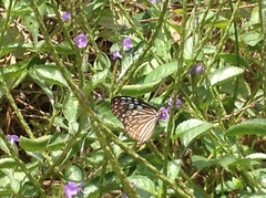 Ideopsis similis persimilis
