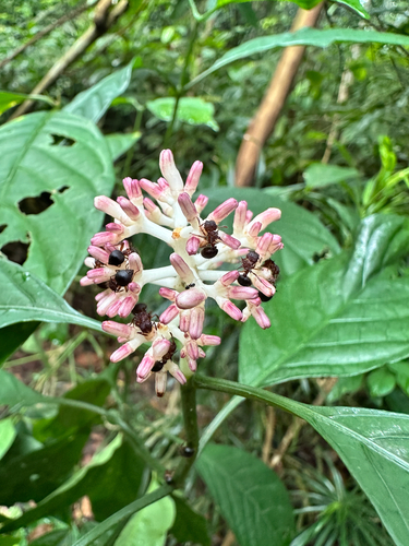 Chassalia curviflora observed 2026-10-03