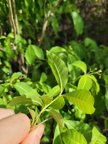 Rauvolfia viridis observed 2026-09-26