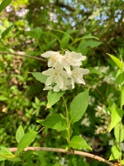 Deutzia pulchra