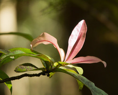 Myrsine lessertiana