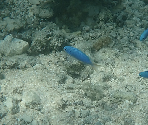 Pomacentrus pavo observed 2026-10-04