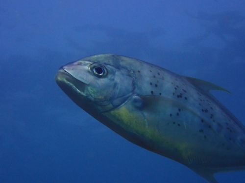 Carangoides fulvoguttatus observed 2026-09-27