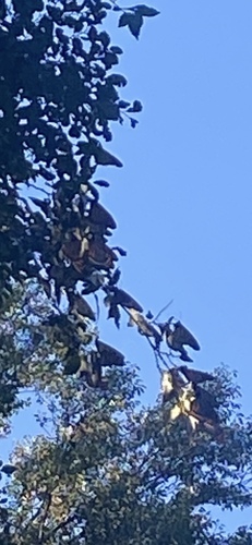 Monarch