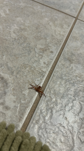 Sad Ground Crab Spider