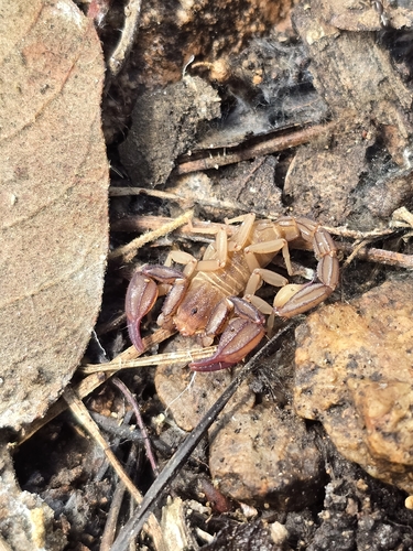 Pseudouroctonus apacheanus