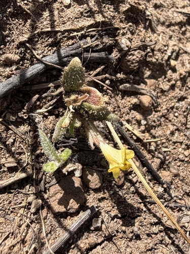 Egg Lake monkeyflower (Diplacus pygmaeus)