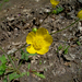 Ranunculus velutinus - Photo (c) katunchik, μερικά δικαιώματα διατηρούνται (CC BY), uploaded by katunchik