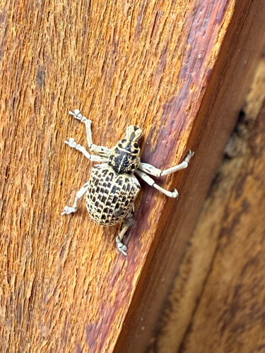 Cydianerus latruncularius