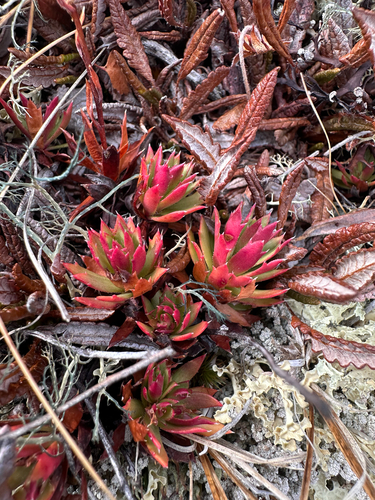 Saxifraga tricuspidata observed 2026-10-03