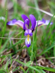 Iris graminea