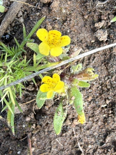 Egg Lake monkeyflower (Diplacus pygmaeus)
