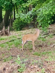 Odocoileus virginianus