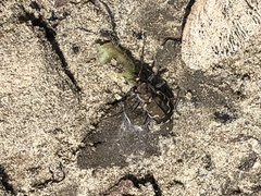 Cicindela repanda repanda