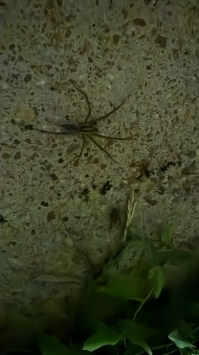 Grass Spiders