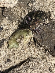 Cicindela repanda repanda