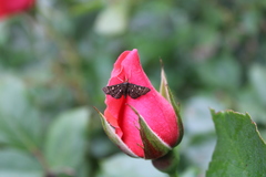 Dolicharthria stigmosalis