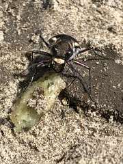 Cicindela repanda repanda