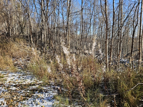 fireweed
