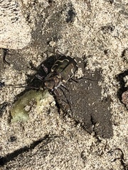 Cicindela repanda repanda
