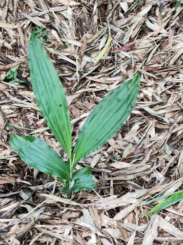 Calanthe woodfordii observed 2026-10-04