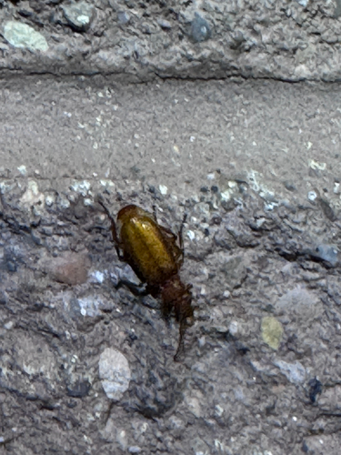 Flat-horned Ground Beetles