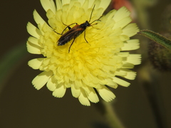 Oedemera simplex