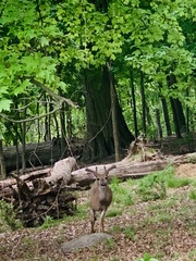 Odocoileus virginianus