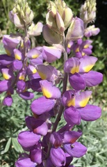 Lupinus albifrons