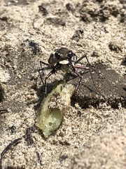 Cicindela repanda repanda