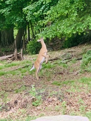 Odocoileus virginianus