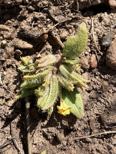 Egg Lake monkeyflower (Diplacus pygmaeus)