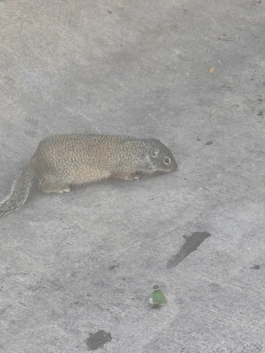 Franklin's Ground Squirrel observed by reesestice0728