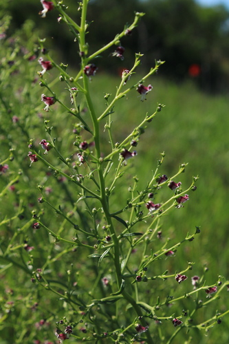Representative image of Scrophularia canina bicolor