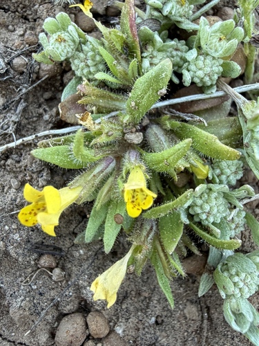 Egg Lake monkeyflower (Diplacus pygmaeus)