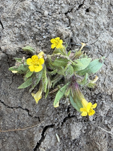 Egg Lake monkeyflower (Diplacus pygmaeus)