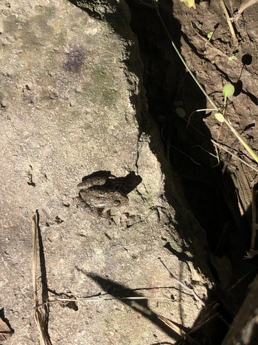 Blanchard's Cricket Frog