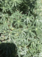 Lupinus albifrons