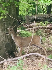 Odocoileus virginianus