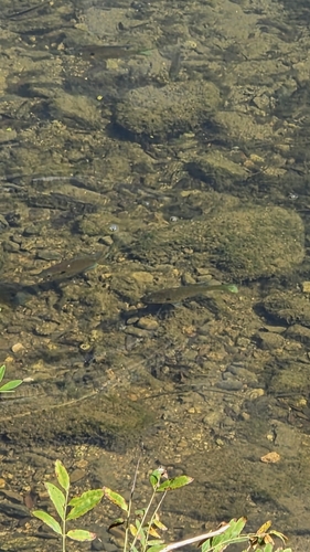 Bluegill