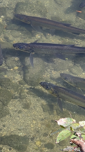 Predatory Carp
