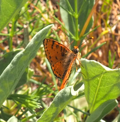 Melitaea acentria