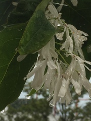 Chionanthus retusus